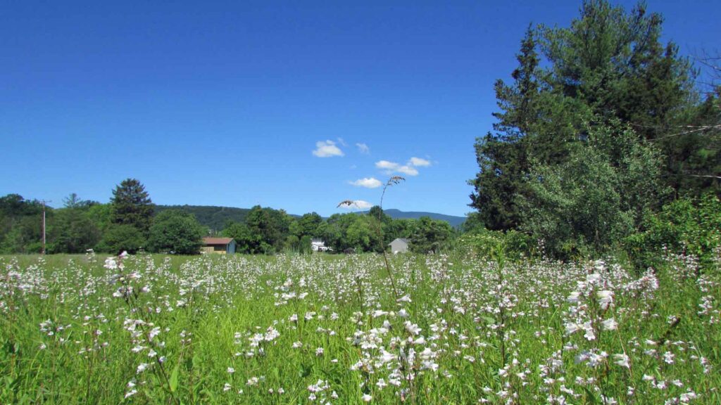 “LILY FIELD” 3 Luscious Acres Saugerties NY – Fields & Woods – Level – Some Engineering – Survey – Mt views – Borders pond in rear – Great loc – Only $26,900!