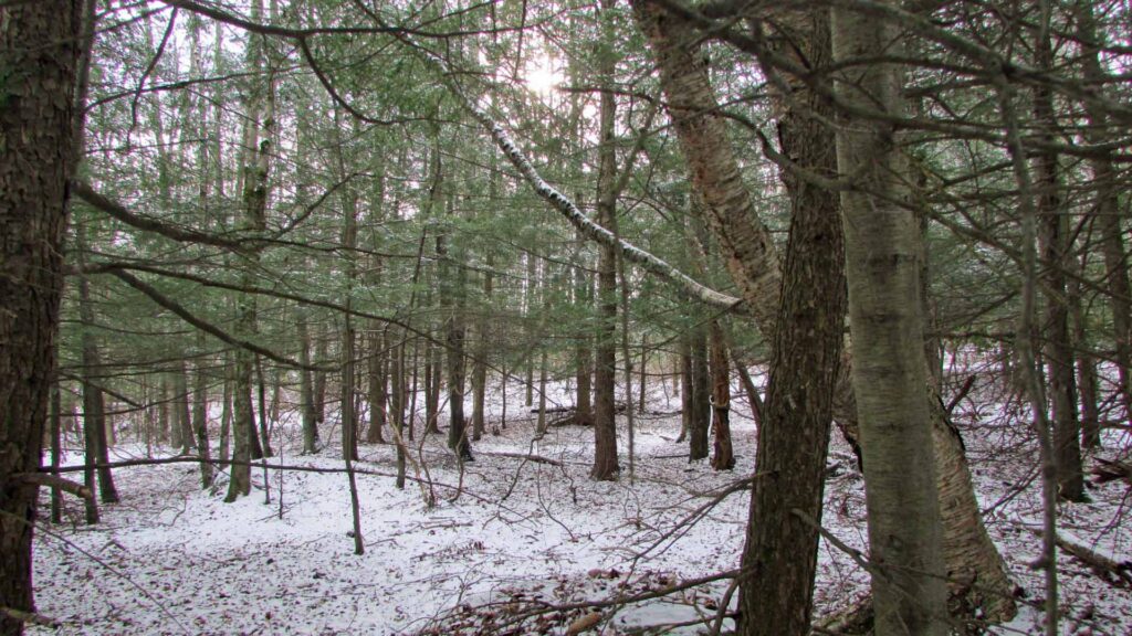 “SILVER LINING” 1.78 Lush Acres, Hurleyville, NY – Level – Wooded – Electric at rd – Great Loc – 2 hrs/NYC – Only $13,900!