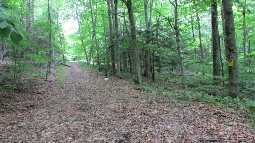 “SWEET EVIL” – 5.5 Private Acres Conesville NY – Level/Wooded – No restrictions – 30 mins/Windham – 3 hrs/NYC – Only $21,900!