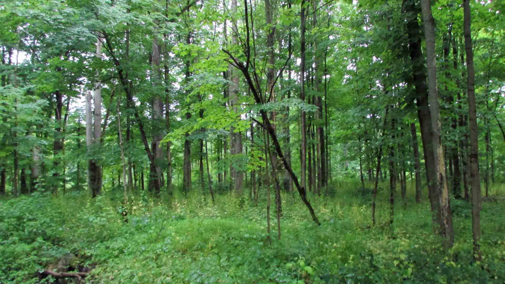 HIDDEN JEWEL – .46 Acre Building Lot, Wappinger, NY – Level – Wooded – Great Location – 90 mins/NYC – Mins Metro N. – Only $19,900!!