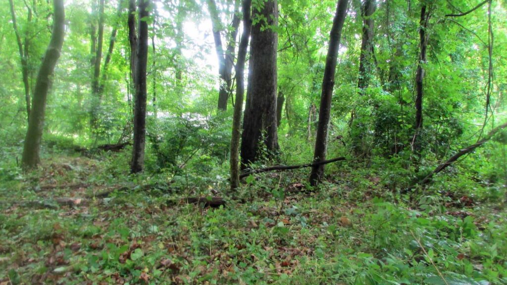 “SHE’S the ONE” – .42 Acre Building Lot Fishkill NY – Great neighborhood! – Level to rolling terrain – Wooded – Electric – 5 mins/Metro N – 90 mins/NYC – Only $23,900!