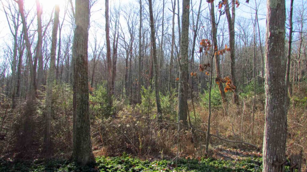 “Rough & Ready” .46 Secluded Acres, Wurtsboro – Level – Wooded – Mt views – Town rd – Electric – Mins/State Land- $14,900!