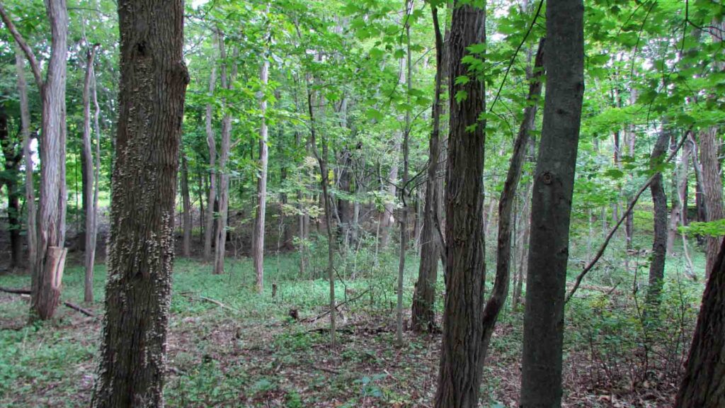 “TGIG” .77 Acre Commercial Building Lot, Greene County – Mostly level. Moderately wooded – Electric – Mt views – Mins/skiing – 2 hrs/NYC – Only $19,900!