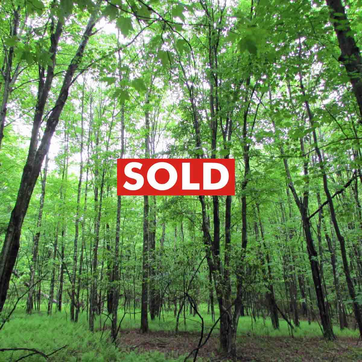 “The Woodlands” of Woodridge – Six (6) prime acres – 2 hrs/NYC – Sweet country living – RVs OK!! – Only $20,900!!