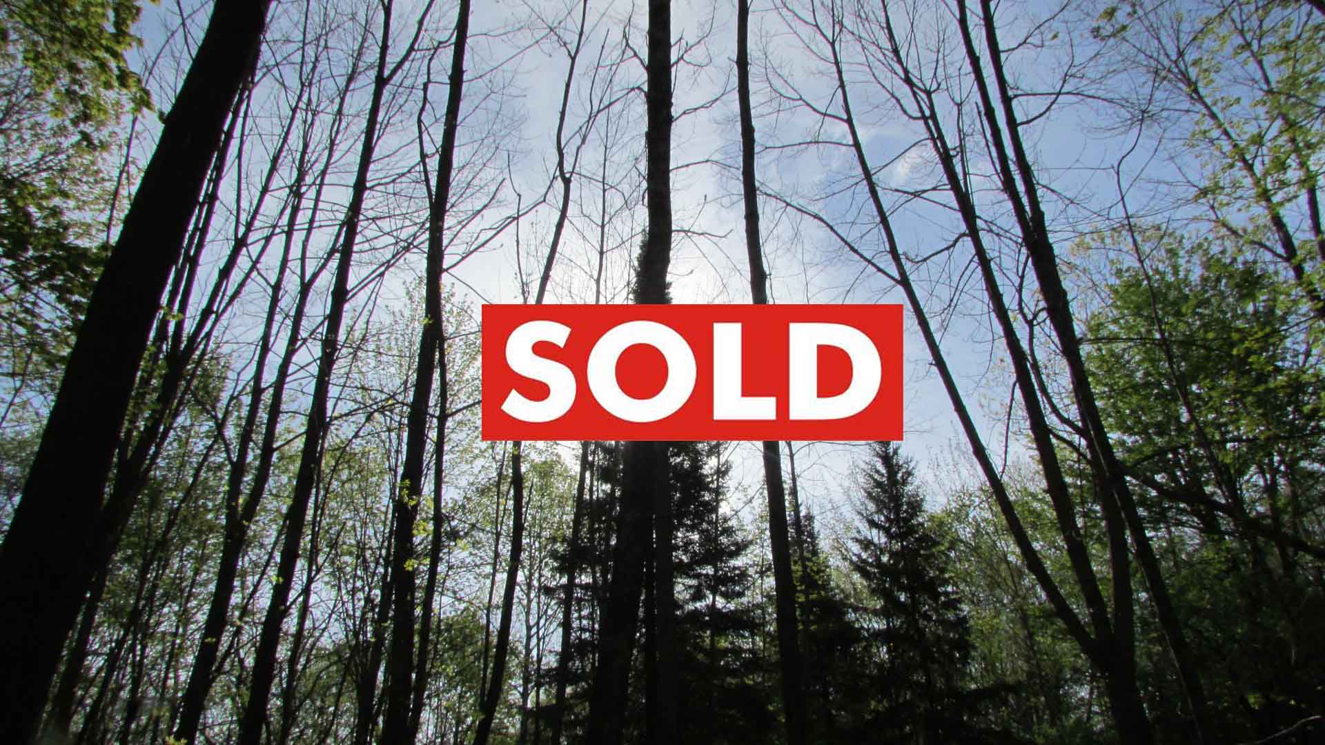 “BIG PINES” 5.43 Acre Corner Country Lot Summit NY – Pond view – Level – Small Brook – Electric – RVs OK -3 hrs/NYC – Only $23,900!