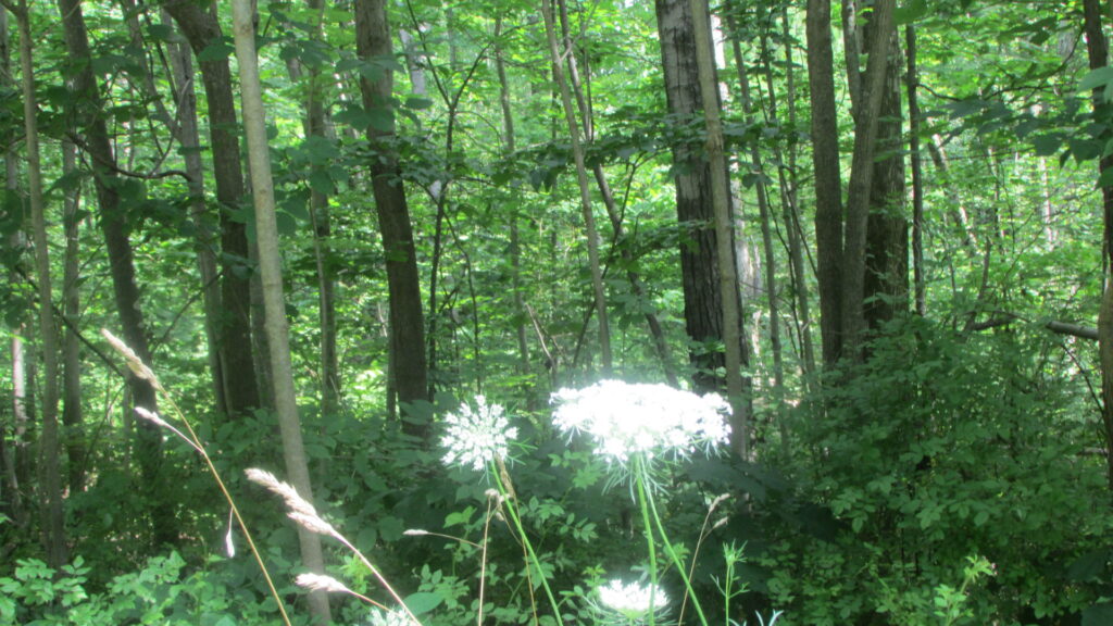 “THE WEEKENDER”  FOR SALE  .85 Acre Prime Building Lot – Port Crane, NY Broome County – Level/wooded/Electric – Town road – 20 mins/Binghamton – 3 hrs/NYC – Only $14,900!