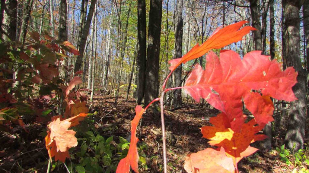 Enjoy ‘FALL’ in Fenton – 2.5 Country Acres – Level – Wooded – Mt Views – Town Rd. – Electric – P/T RVs Ok! – Only $24,900!