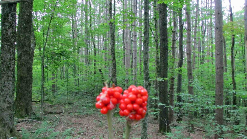 ANdes “EYE CANDY” – .92 Acre Sweet Building Lot Andes, NY Delaware County – Level – Wooded – Electric – Good rd. – Adj. NYC Land -3 hrs/NYC – Only $19,900