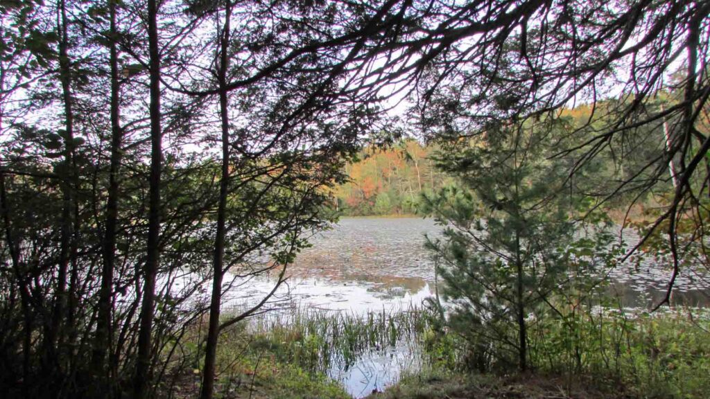 “Fresh Lot of Belair” .46 Acre Lot Lumberland – Level – Wooded – Priv road – Electric – LAKE RIGHTS! – 2 hrs/NYC – Only $19,900!