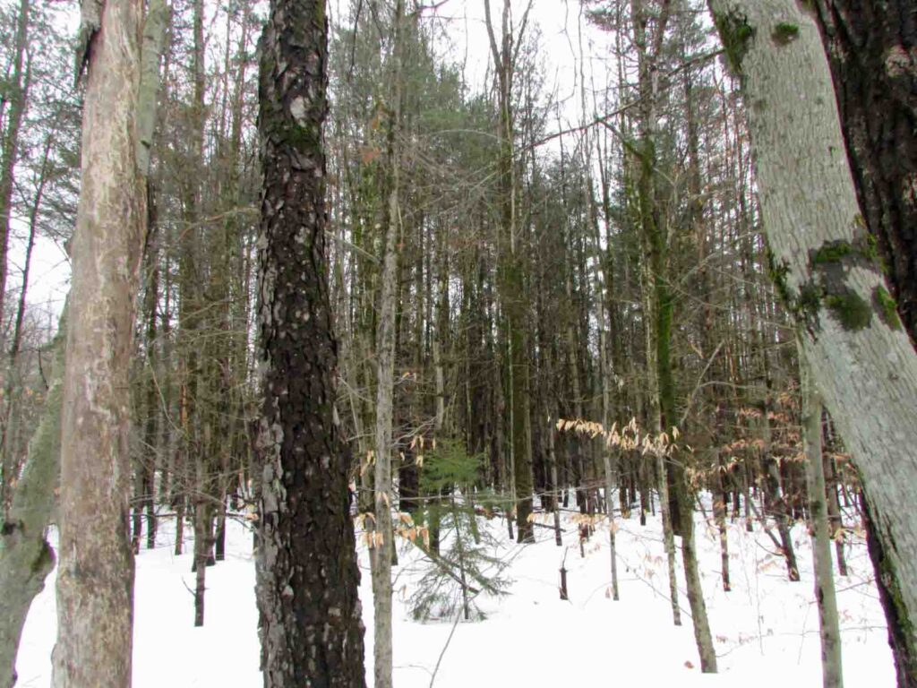 “WHILE THE IRONS HOT🔥” – Sizzling 6.4 Acre Corner Building Lot, Maryland, NY – Level – Wooded- Electric – Residential/Recreational/Hunting – PT RVs –  Only $34,900!
