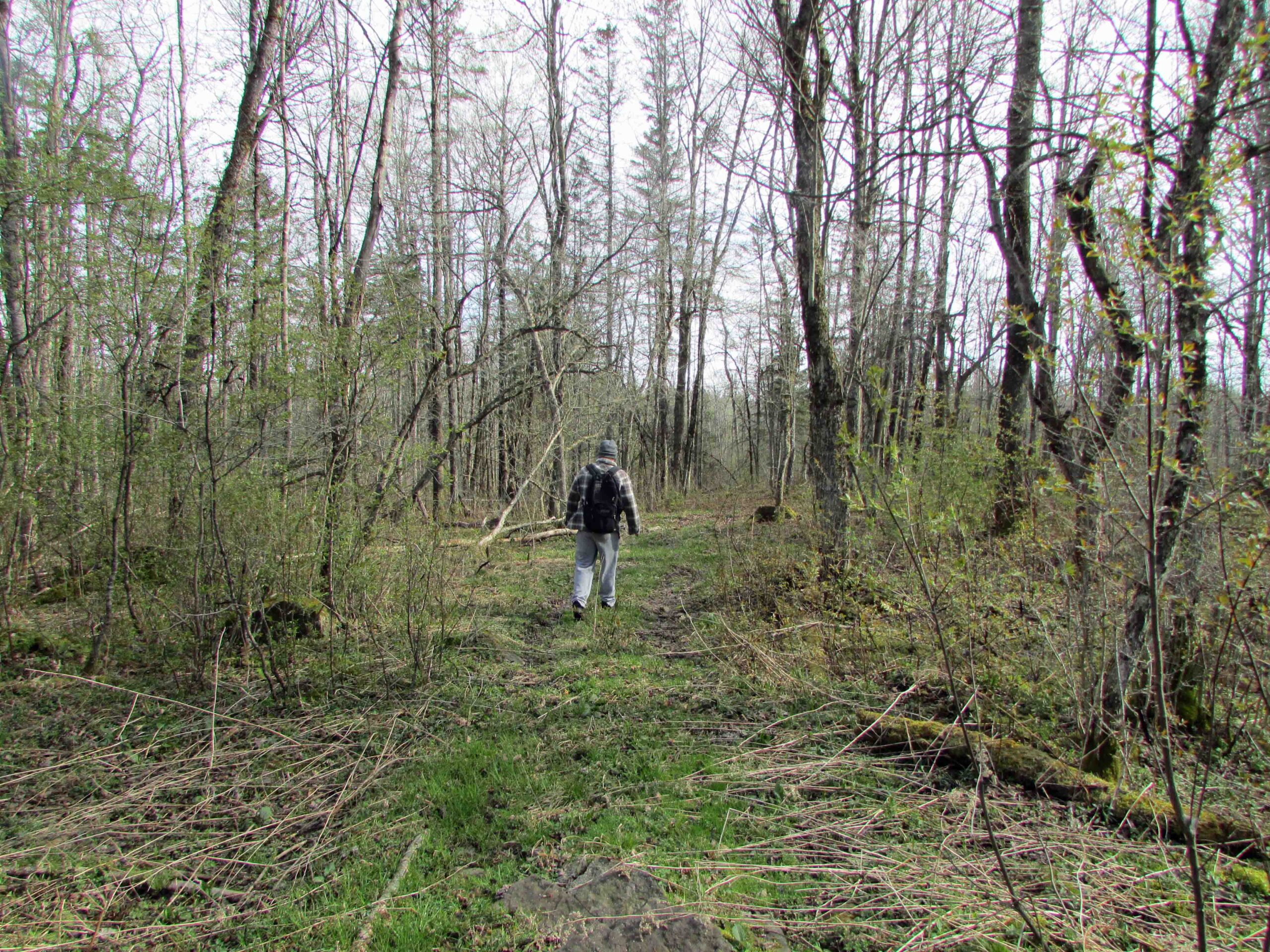 “TRAIL BLAZER” 5+ Private Acres Norwich, NY – Deeded access – Level – Wooded – Mt. views – Ideal off grid camp – Mins/state land – 3 hrs/NYC – Only $24.9K