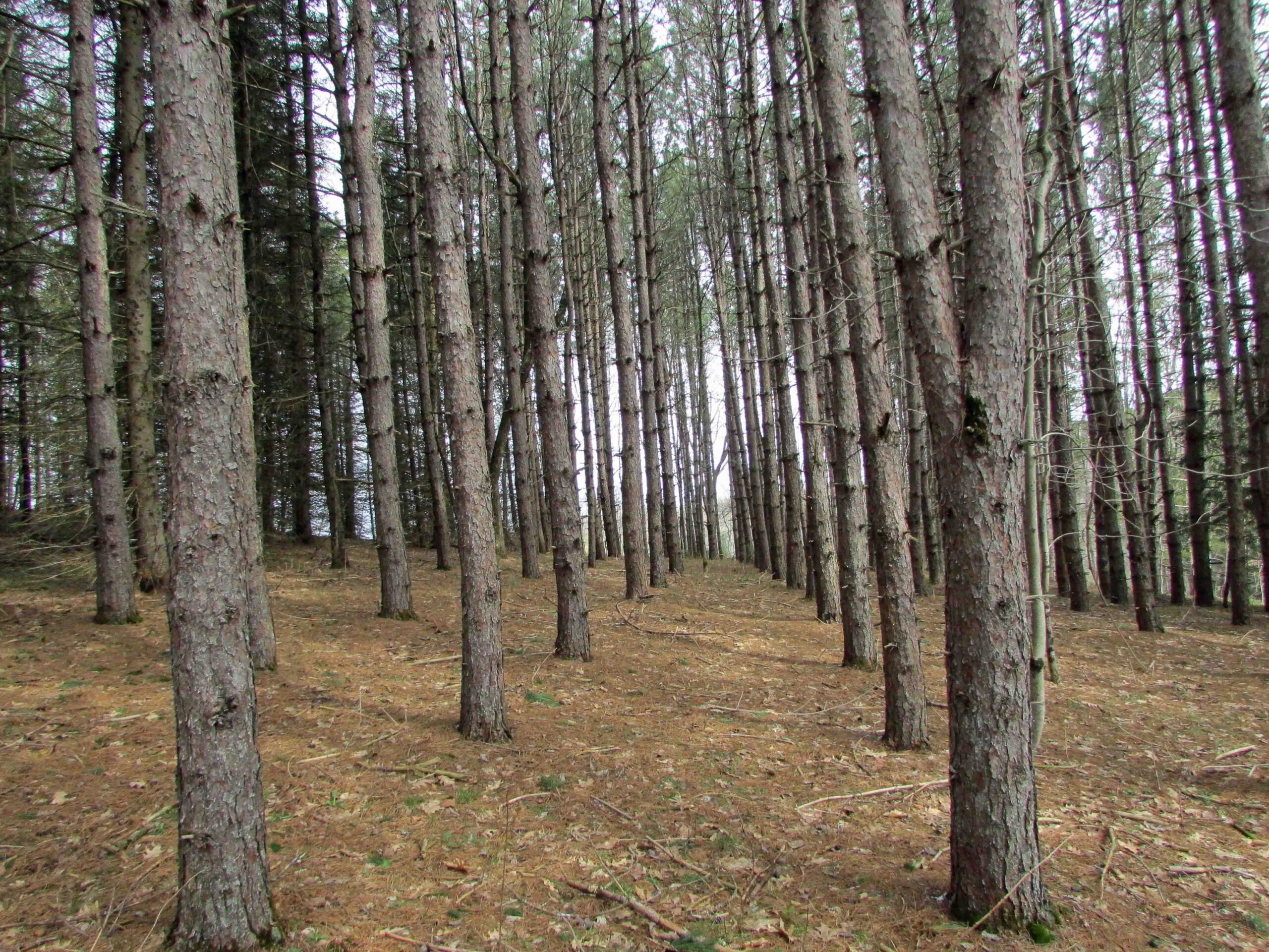“GRAND OAKS” Huge 10.4 +/- Wooded Acres Pittsfield, NY, Logging = $$$$$, Maintained Town Rd, Level & Wooded, Mt. views, Electric, Mins/Cooperstown, 3+ hrs/NYC, Only $39,900!