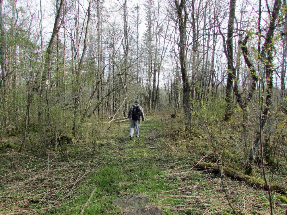 “TRAIL BLAZER” 5+ Private Acres Norwich, NY – Deeded access – Level – Wooded – Mt. views – Ideal off grid camp – Mins/state land – 3 hrs/NYC – Only $24.9K