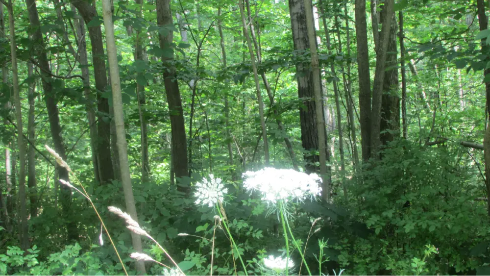 “THE WEEKENDER”  FOR SALE  .85 Acre Prime Building Lot – Port Crane, NY Broome County – Level/wooded/Electric – Town road – 20 mins/Binghamton – 3 hrs/NYC – Only $14,900!
